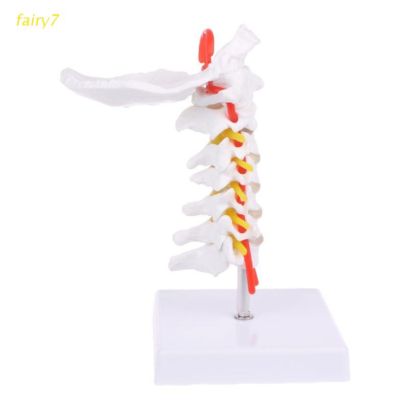 Fairy V Rtebra Cervical Arteria Columna Vertebral Nervios Anat Micos