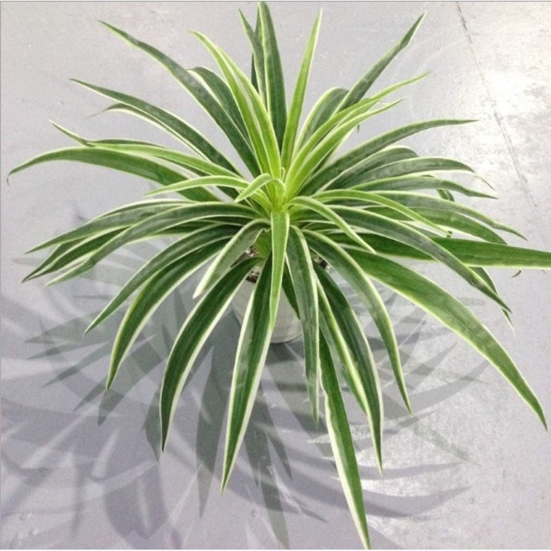 Plantas De Plástico Artificiales Chlorophytum Rama Para El Hogar Falsas  Decorativas Decoración De Mesa En Maceta Interior No | Shopee Chile