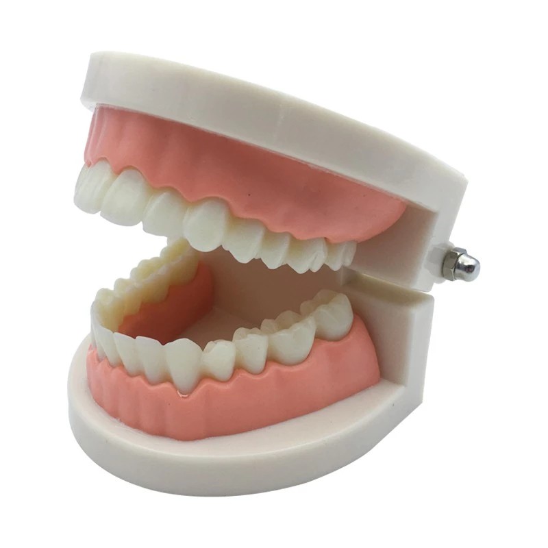 modelo de dientes dentista modelo de estudiante para la enseñanza del  dentista herramientas de laboratorio dental modelo de odontología  materiales | Shopee Chile