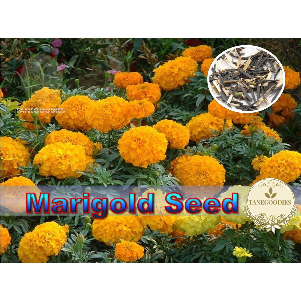 30pcs Seed Mexican Marigold Mix Color Orange Yellow Flower Biji Benih Bunga Semillas  de caléndula HUth | Shopee Chile